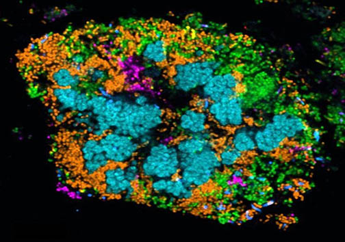 نقشه‌ های رنگی از باکتری‌های درون دهان